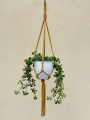 IMG-0387.jpg