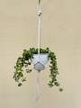 IMG-0917.jpg